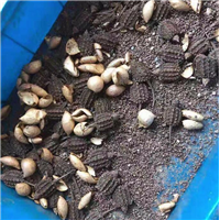 资阳小鳄龟苗多少钱一只 
