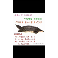 I四川鳄鱼龟批发商