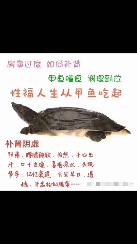 I四川鳄鱼龟批发商