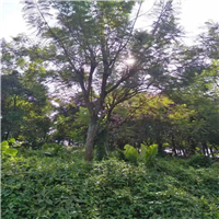 广东蓝花楹a惠州蓝花楹