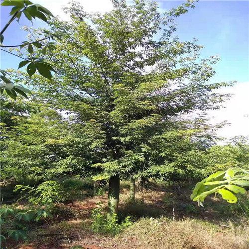深圳澳洲火焰木