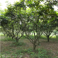 黄皮树 