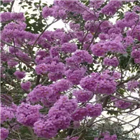 广州多花绣球紫花风铃