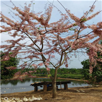 花旗木（泰国樱花) 