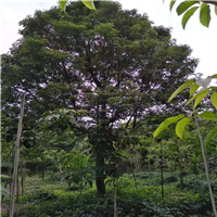 惠州香樟树基地
