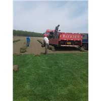 哈尔滨草坪|黑龙江草坪供应 