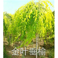金叶垂榆