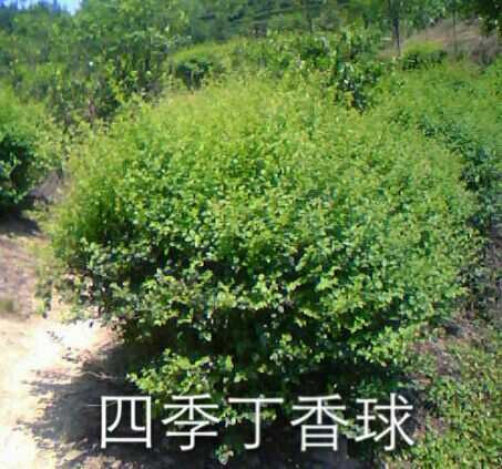 四季丁香球