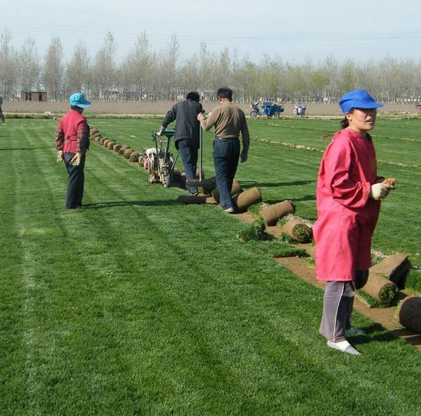 黑龙江草坪@黑龙江**的草坪基地 