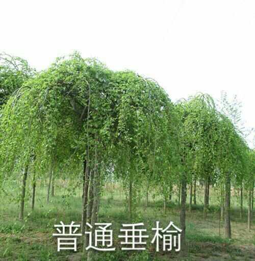 普通垂榆