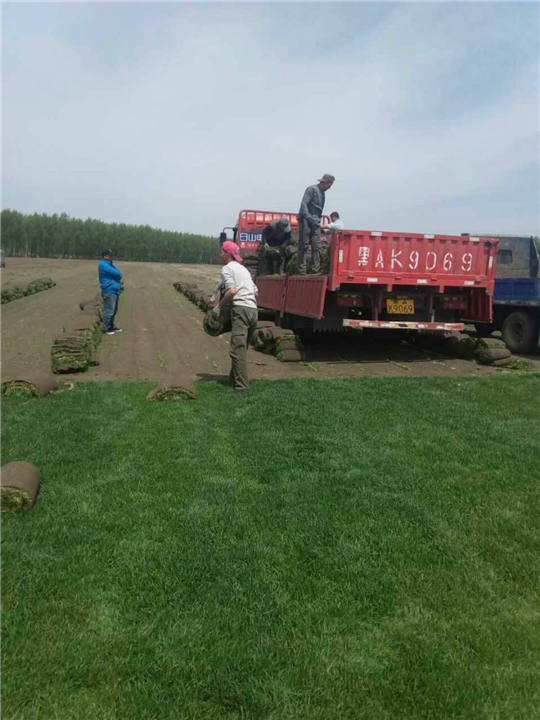 哈尔滨草坪|黑龙江草坪 