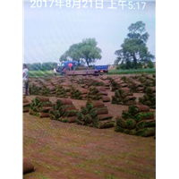 黑龙江草坪|哈尔滨草坪 