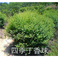 四季丁香球