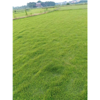 哈尔滨草坪|黑龙江草坪价格 