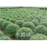水蜡球