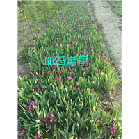 血石鸢尾