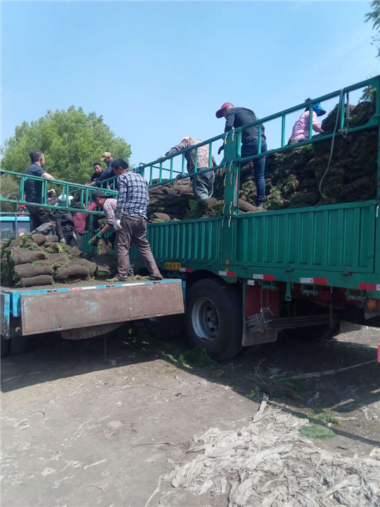 哈尔滨草坪|黑龙江草坪基地 