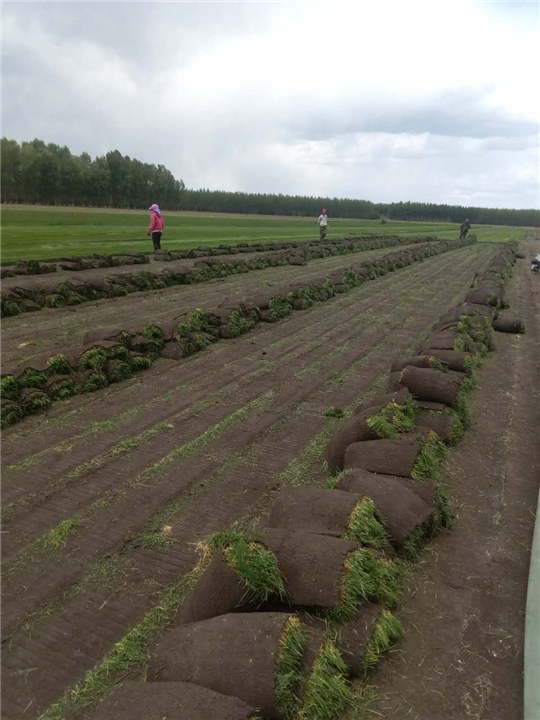 哈尔滨草坪|黑龙江草坪基地 
