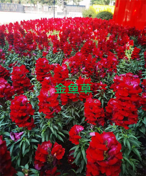 哈尔滨信誉草皮花卉公司