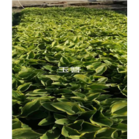 黑龙江玉簪