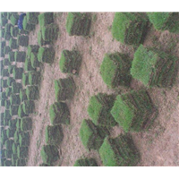 黑龙江草坪|哈尔滨草坪 