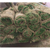 黑龙江草坪|哈尔滨草坪 