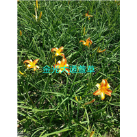 金光大道萱草