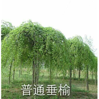 普通垂榆