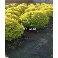 黑龙江金叶楠球