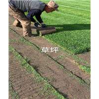 黑龙江草坪-黑龙江草坪价格