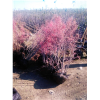 黑龙江草坪基地|哈尔滨草坪基地 