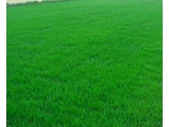 高羊茅-黑龙江高羊茅@价格@批发@销售