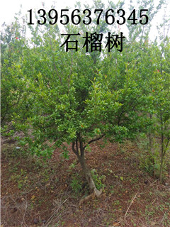 4公分5公分6公分石榴树石榴苗 