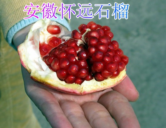 安徽怀远石榴