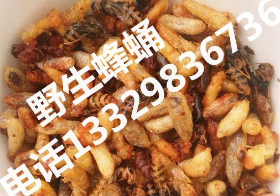 野生蜂蛹|野生蜂蛹价格|野生蜂蛹批发