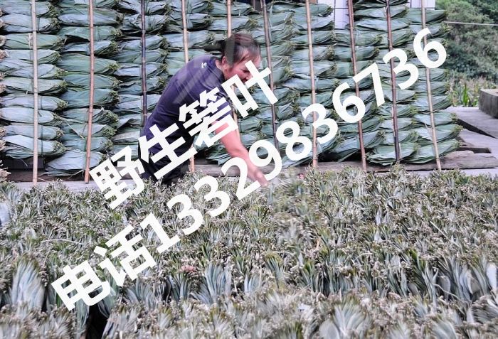 野生箬叶经销|野生箬叶|湖北野生箬叶