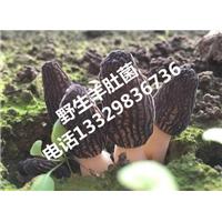 野生羊肚菌|恩施野生羊肚菌