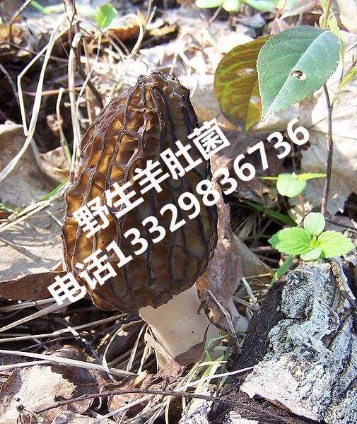 野生羊肚菌价格}湖北野生羊肚菌