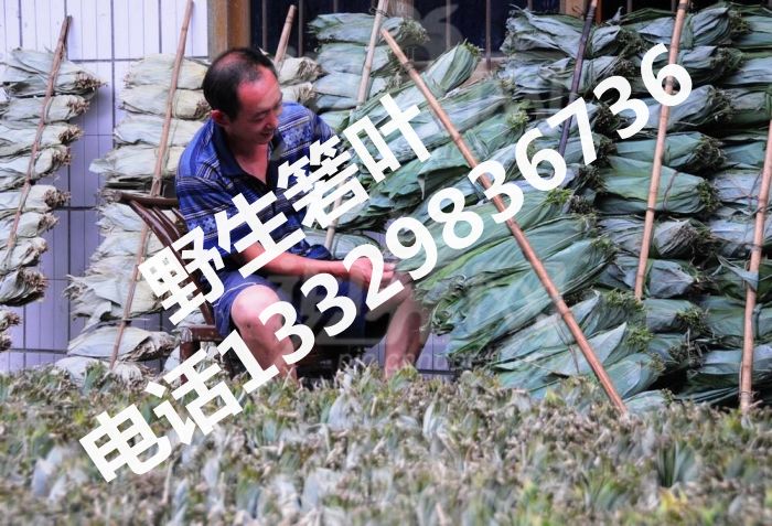 野生箬叶批发|野生箬叶|湖北野生箬叶