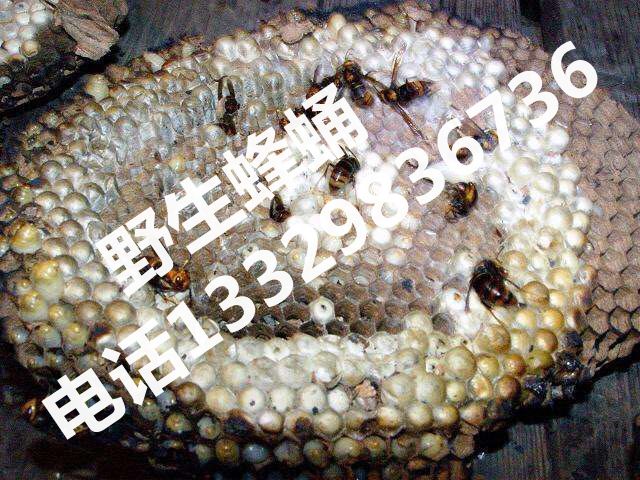 野生蜂蛹经销|湖北野生蜂蛹