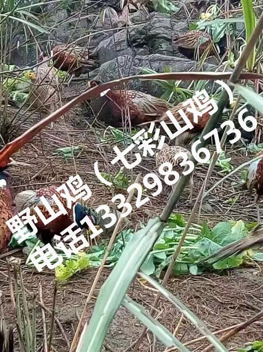 野山鸡批发|野生七彩山鸡|湖北山鸡