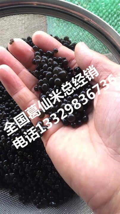 葛仙米|葛仙米批发-全国葛仙米总经销