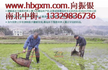 葛仙米-特种食材（葛仙米）湖北总经销