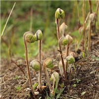 鹤峰野生薇菜