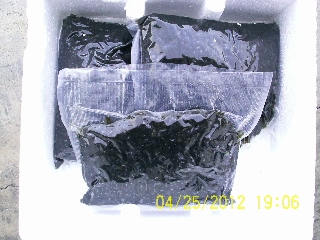 葛仙米-葛仙米销售-恩施葛仙米