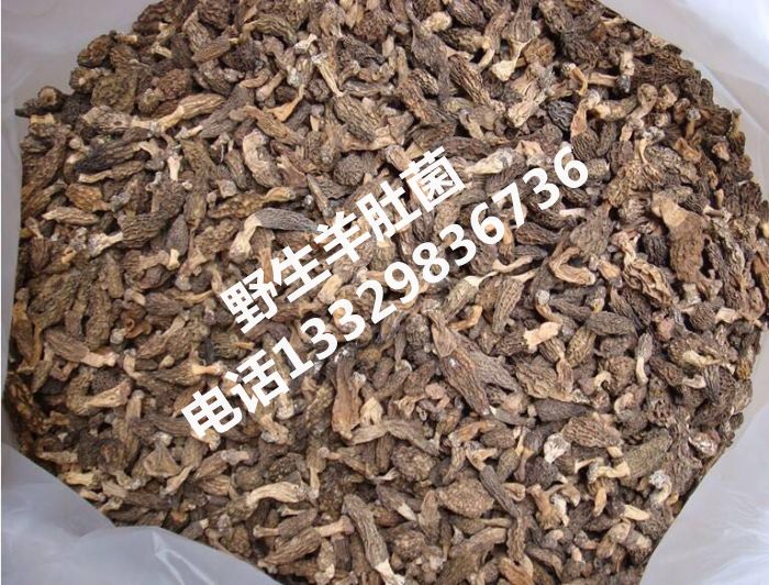 野生羊肚菌一斤多少钱|野生羊肚菌批发