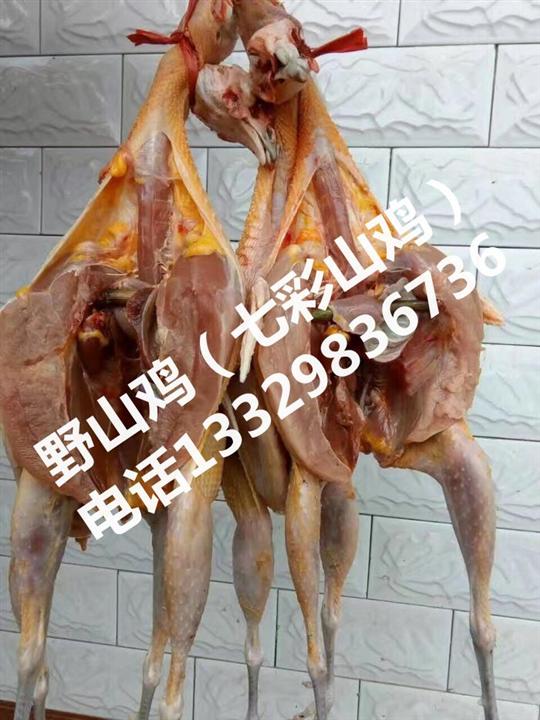 野山鸡|湖北野山鸡|恩施七彩山鸡