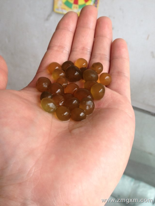 天仙米，雷公屎，天仙菜，葛仙米批发，www.hbgxm.com 