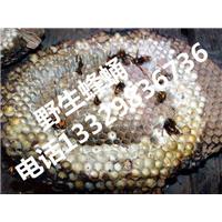 野生蜂蛹经销|湖北野生蜂蛹