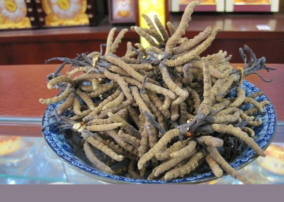 宜昌冬虫夏草回收